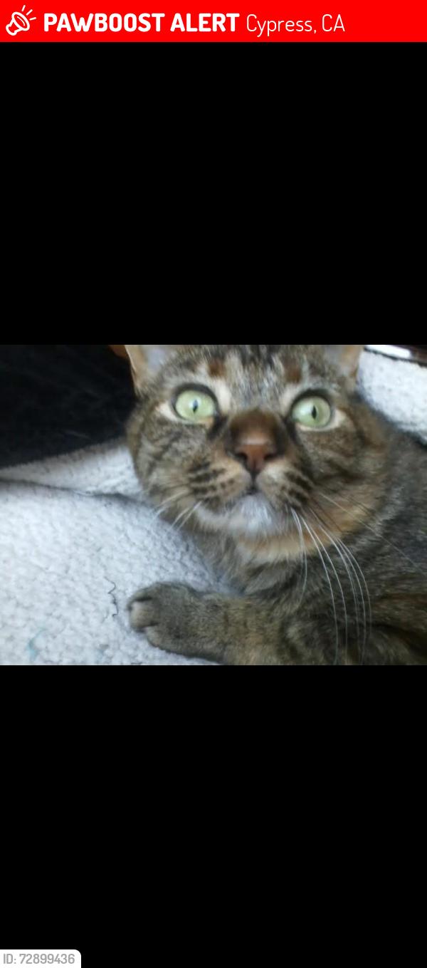 Lost Female Cat last seen In between Moody and Denny street , Cypress, CA 90630