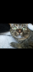 Lost Female Cat last seen In between Moody and Denny street , Cypress, CA 90630