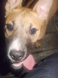 Found/Stray Unknown Dog last seen The corner of south 23rd, and south L, Fort Smith, AR 72901