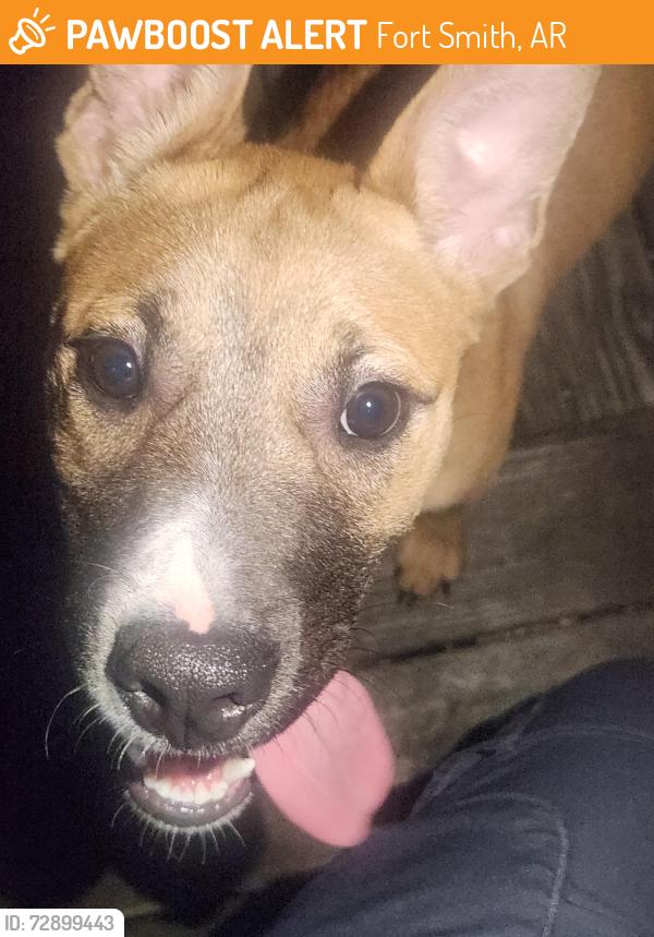 Found/Stray Unknown Dog last seen The corner of south 23rd, and south L, Fort Smith, AR 72901
