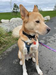 Reunited Male Dog last seen Railway and Williams Rd, Richmond, BC V7E 4T1
