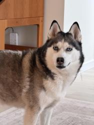 Reunited Female Dog last seen Market of Choice, Hillsboro, OR 97123