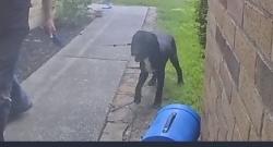 Lost Male Dog last seen Echo bend and Lake woodlands , Spring, TX 77381