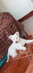 Lost Female Dog last seen Los portales , San Francisco Coacalco, Méx. 55717
