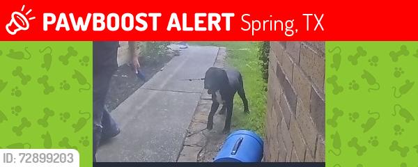 Lost Male Dog last seen Echo bend and Lake woodlands , Spring, TX 77381