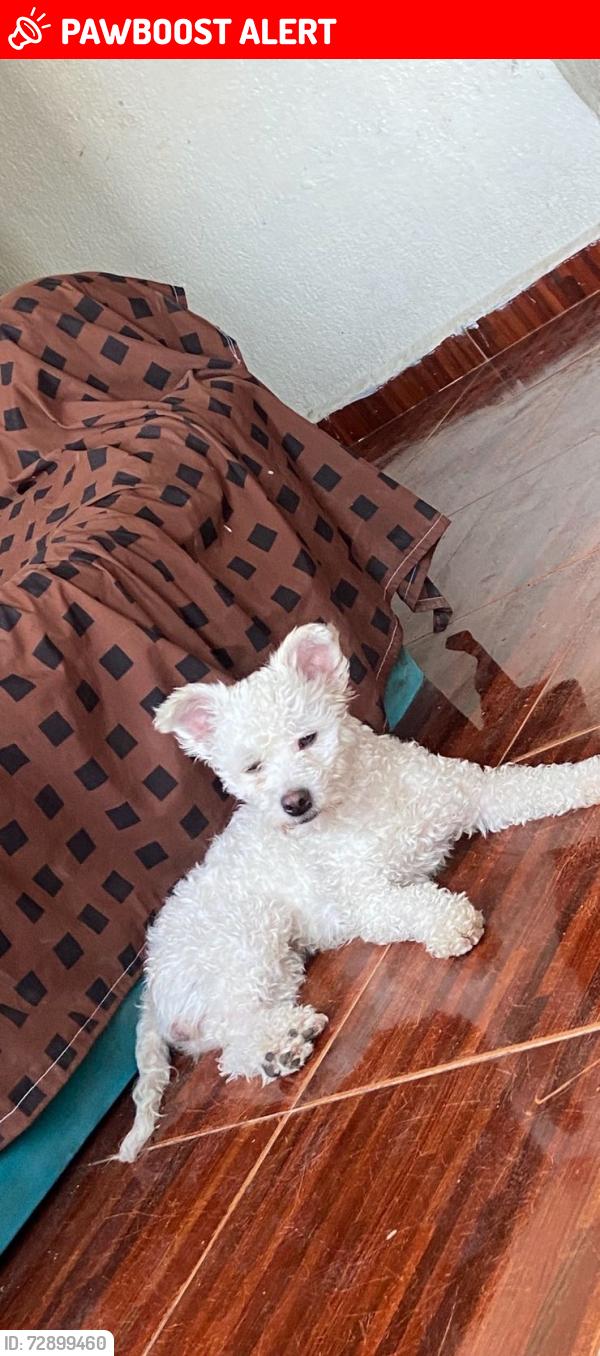 Lost Female Dog last seen Los portales , San Francisco Coacalco, Méx. 55717