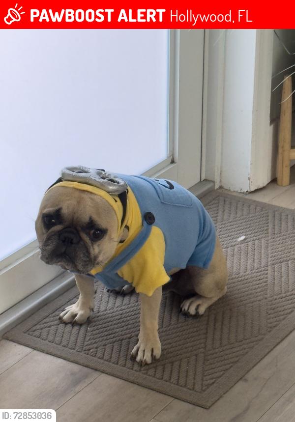 Lost Male Dog last seen 56th and Taylor, Hollywood, FL 33021