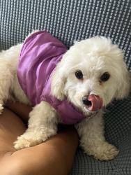 Reunited Female Dog last seen Near Inyo Ave, Modesto, CA 95358, USA, Modesto, CA 95358