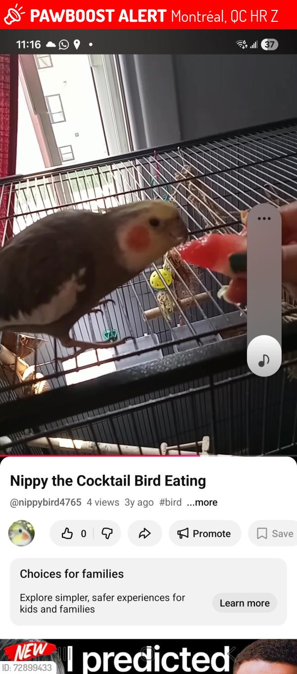 Lost Unknown Bird last seen Near 90e Avenue, Montréal, QC H8R 2Z9, Montréal, QC H8R 2Z9
