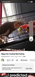 Lost Unknown Bird last seen Near 90e Avenue, Montréal, QC H8R 2Z9, Montréal, QC H8R 2Z9
