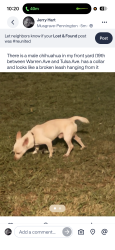 Lost Male Dog last seen NW 19th st and Warren Ave and Tulsa, Oklahoma City, OK 73107