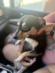 Found/Stray Male Dog last seen Verano Neighborhood , Cathedral City, CA 92234