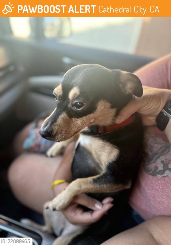 Found/Stray Male Dog last seen Verano Neighborhood , Cathedral City, CA 92234