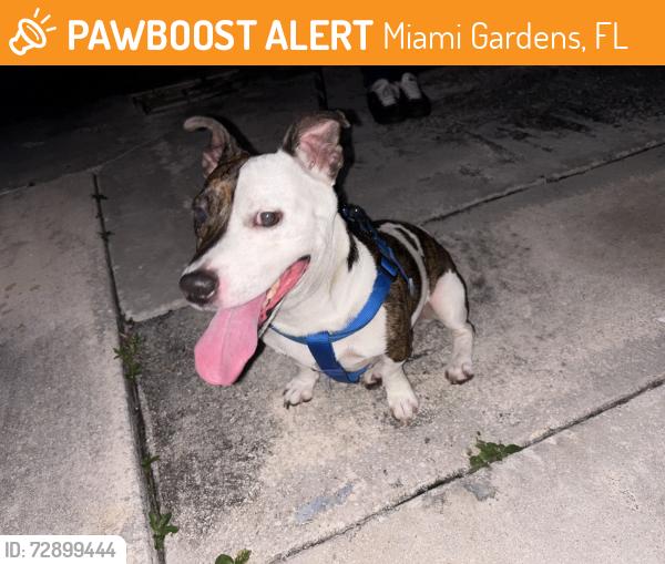 Found/Stray Female Dog last seen 17th Ave and 183rd street, Miami Gardens, FL 33056