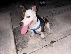 Found/Stray Female Dog last seen 17th Ave and 183rd street, Miami Gardens, FL 33056