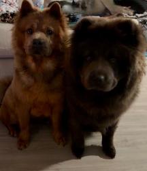 Reunited Male Dog last seen Qt, Converse, TX 78109