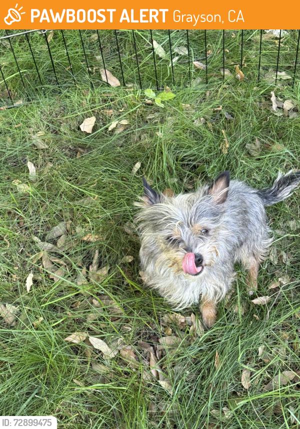Found/Stray Male Dog last seen Laird park, Grayson, CA 95363