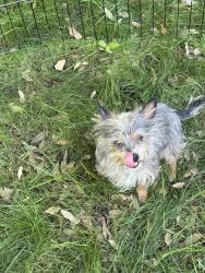 Found/Stray Male Dog last seen Laird park, Grayson, CA 95363