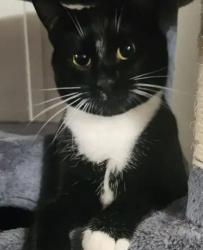 Lost Female Cat last seen Clay dr, Federal Heights, CO 80260