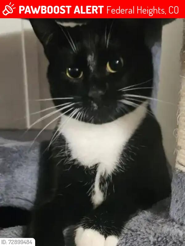 Lost Female Cat last seen Clay dr, Federal Heights, CO 80260