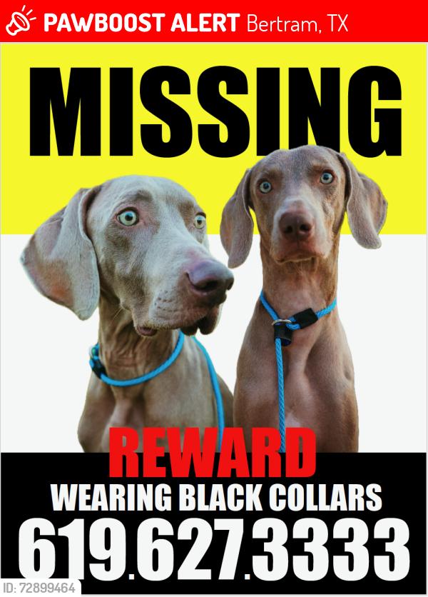 Lost Male Dog last seen Near CR-269 Bertram, TX  78605 United States, Bertram, TX 78605