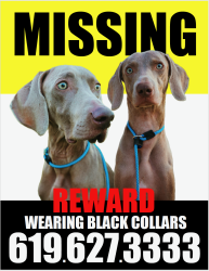 Lost Male Dog last seen Near CR-269 Bertram, TX  78605 United States, Bertram, TX 78605