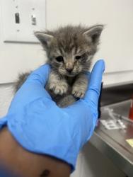 Shelter Stray Male Cat last seen Oakland, CA 94621, Oakland, CA 94601