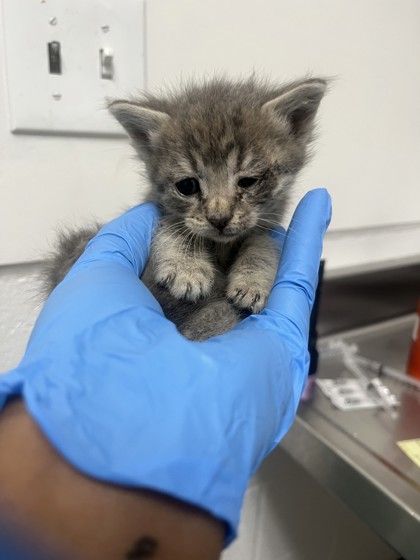 Shelter Stray Male Cat last seen Oakland, CA 94621, Oakland, CA 94601