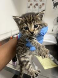 Shelter Stray Female Cat last seen Oakland, CA 94621, Oakland, CA 94601