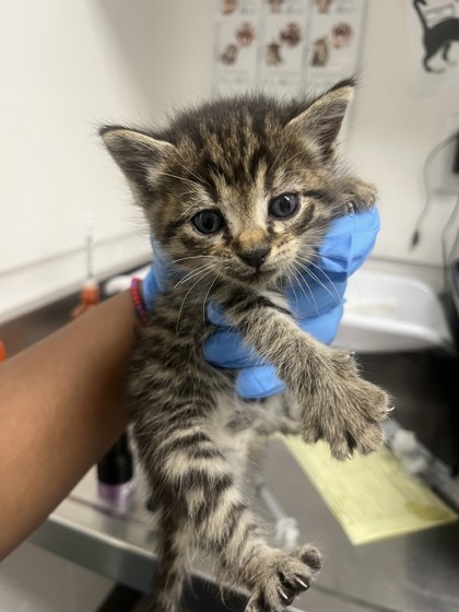 Shelter Stray Female Cat last seen Oakland, CA 94621, Oakland, CA 94601