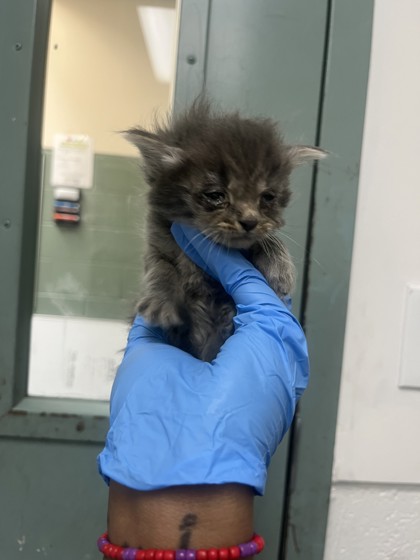 Shelter Stray Male Cat last seen Oakland, CA 94621, Oakland, CA 94601