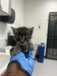 Shelter Stray Male Cat last seen Oakland, CA 94621, Oakland, CA 94601