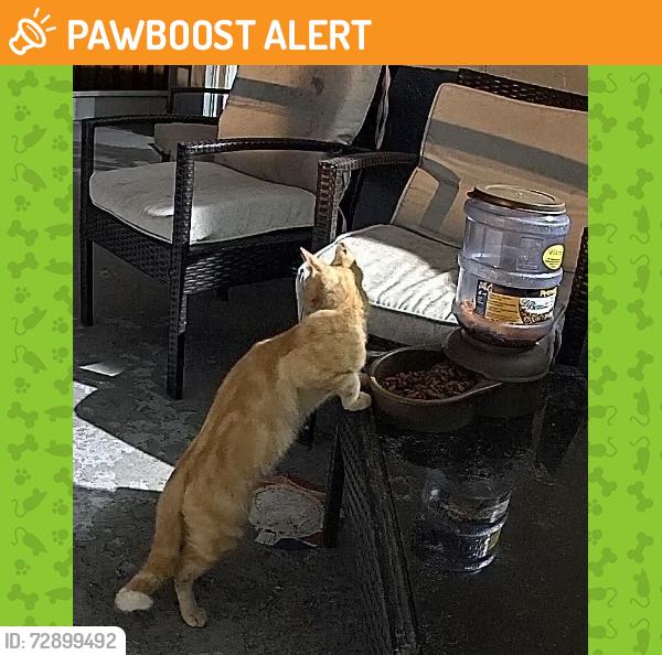 Found/Stray Unknown Cat last seen Village Blvd & Temple St, West Palm Beach, FL 33407