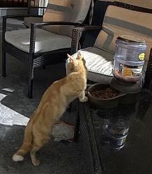 Found/Stray Unknown Cat last seen Village Blvd & Temple St, West Palm Beach, FL 33407