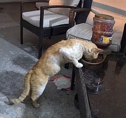 Found/Stray Unknown Cat last seen Village Blvd & Temple St, West Palm Beach, FL 33407