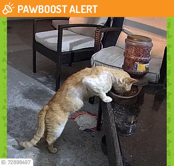 Found/Stray Unknown Cat last seen Village Blvd & Temple St, West Palm Beach, FL 33407