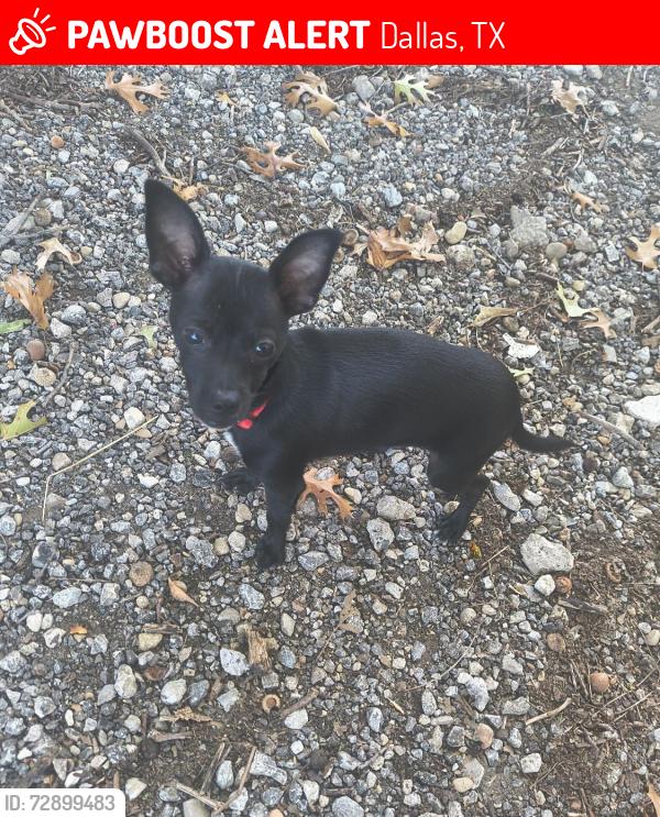 Lost Male Dog last seen Silvana, Dallas, TX 75208