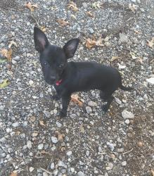 Lost Male Dog last seen Silvana, Dallas, TX 75208