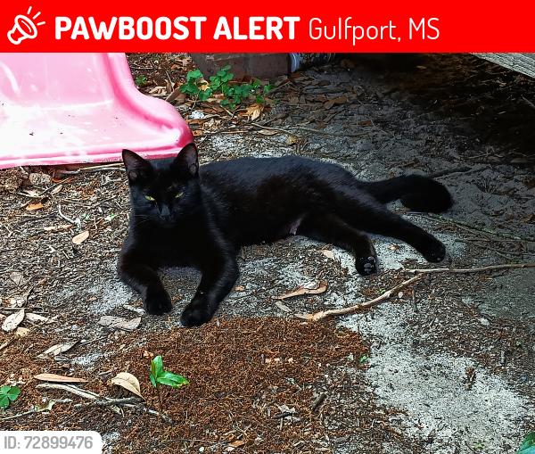 Lost Male Cat last seen Near st Gulfport ms , Gulfport, MS 39501