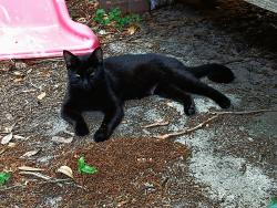 Lost Male Cat last seen Near st Gulfport ms , Gulfport, MS 39501