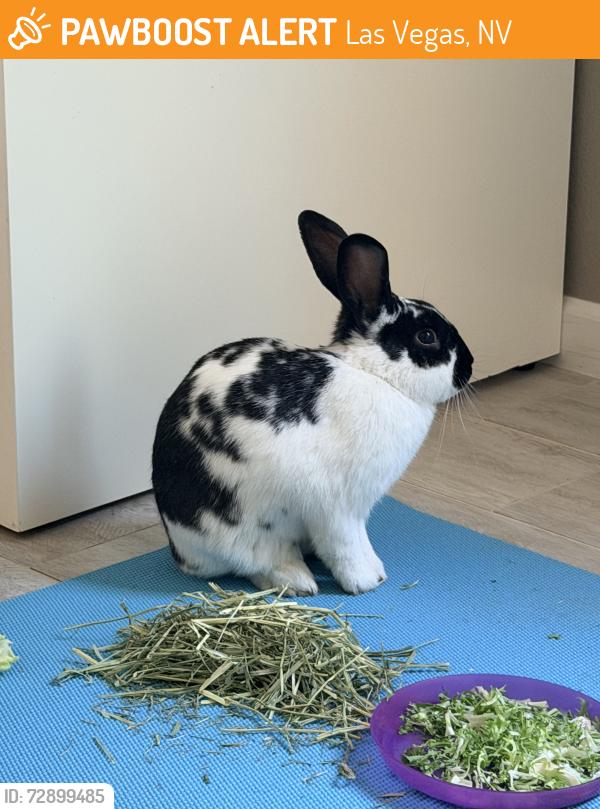 Found/Stray Unknown Rabbit last seen Jessica ave Maryland Parkway, Las Vegas, NV 89104