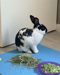 Found/Stray Unknown Rabbit last seen Jessica ave Maryland Parkway, Las Vegas, NV 89104