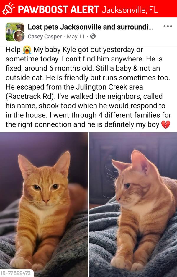Lost Male Cat last seen Julington Creek/The Parks , Jacksonville, FL 32259