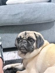 Reunited Female Dog last seen Near and holly , Brighton, CO 80602