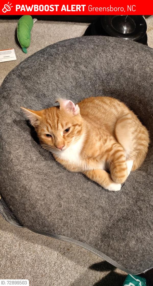 Lost Male Cat last seen Across from the Greensboro science center , Greensboro, NC 27455