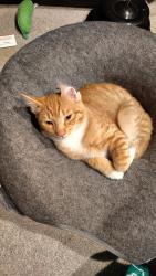 Lost Male Cat last seen Across from the Greensboro science center , Greensboro, NC 27455