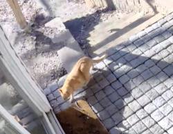 Found/Stray Unknown Cat last seen Holz Farm Park, Eagan, MN 55122