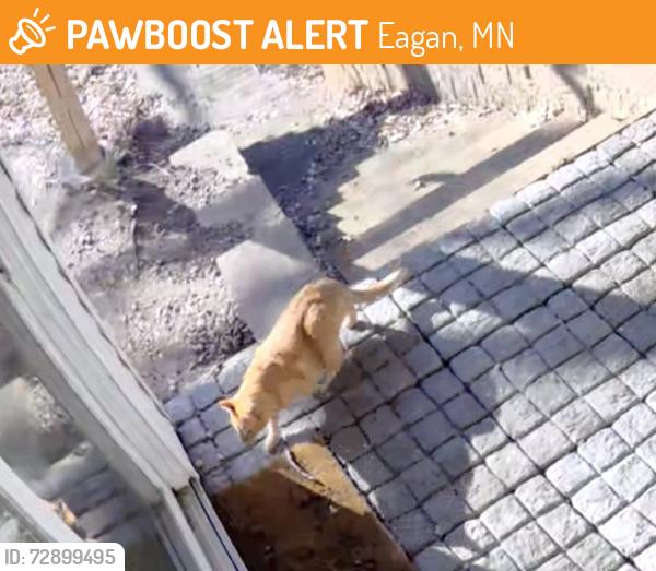 Found/Stray Unknown Cat last seen Holz Farm Park, Eagan, MN 55122