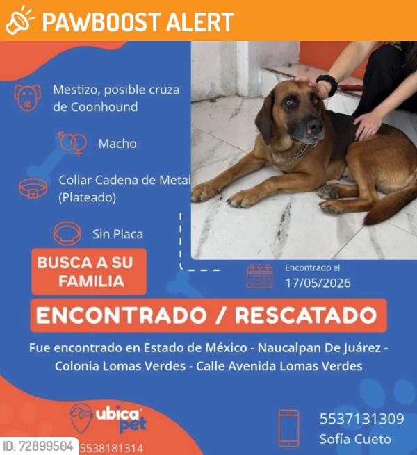 Found/Stray Male Dog last seen Star médica lomas verdes. Naucalpan de Juárez, Naucalpan de Juárez, Méx. 
