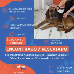 Found/Stray Male Dog last seen Star médica lomas verdes. Naucalpan de Juárez, Naucalpan de Juárez, Méx. 